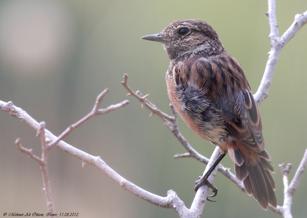 European Stonechat