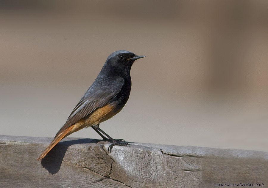 Black Redstart