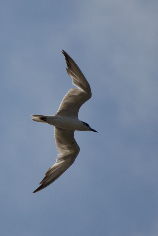 Gull-billed Tern