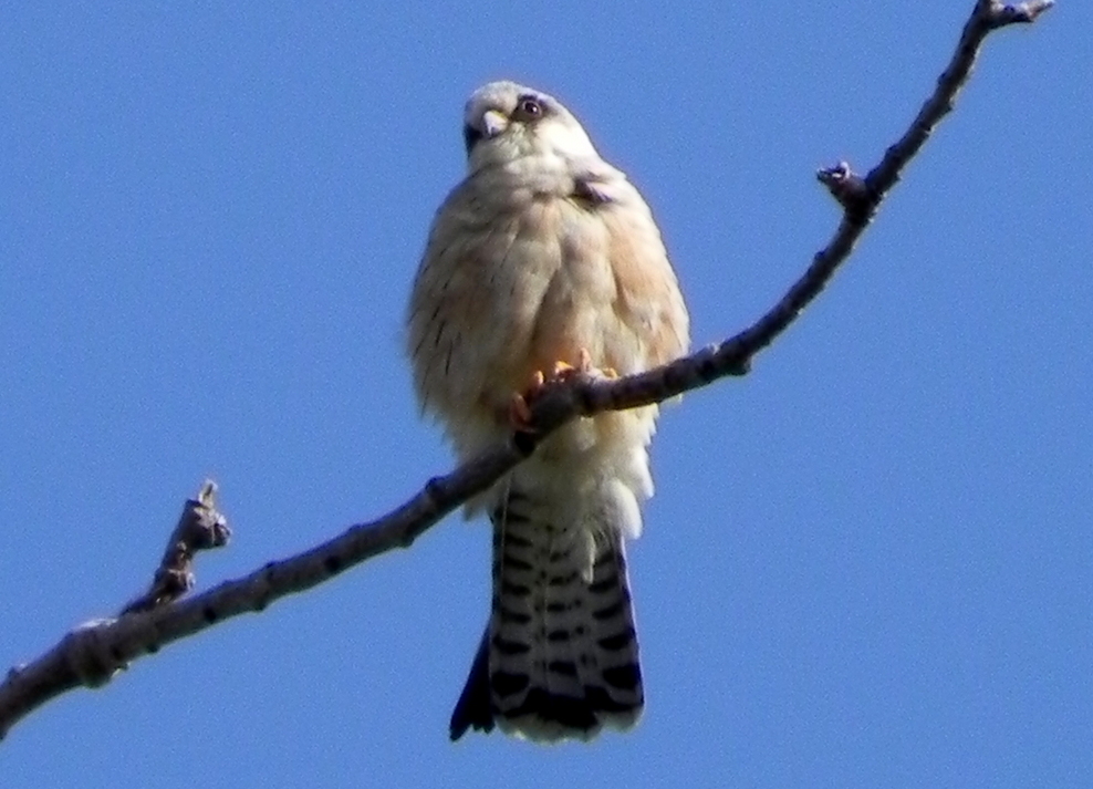 Ala Doğan