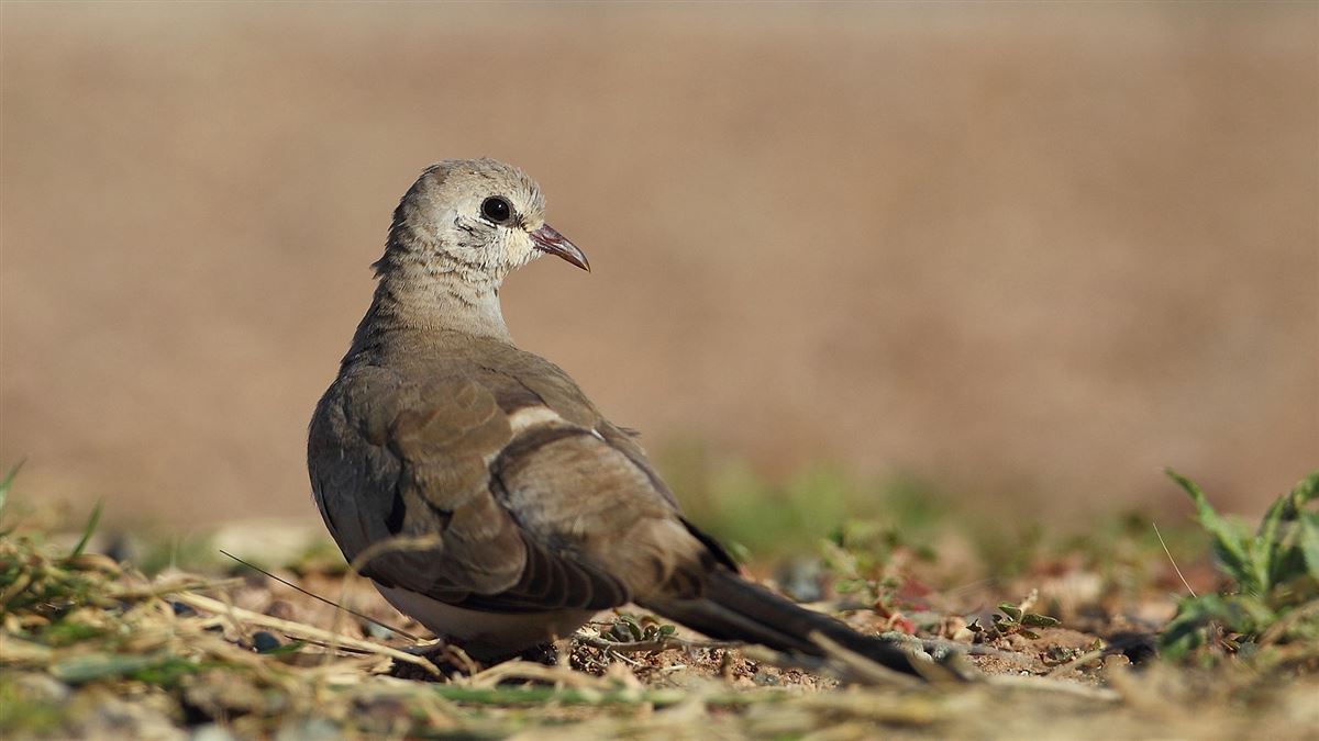 Namaqua Dove
