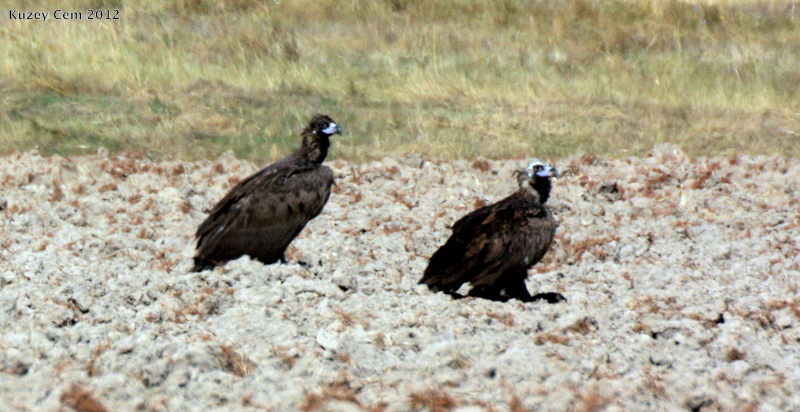 Cinereous Vulture
