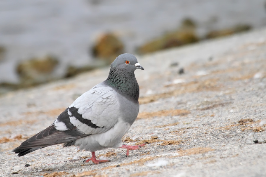 Rock Dove