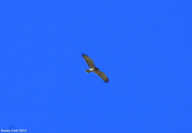 Short-toed Snake Eagle
