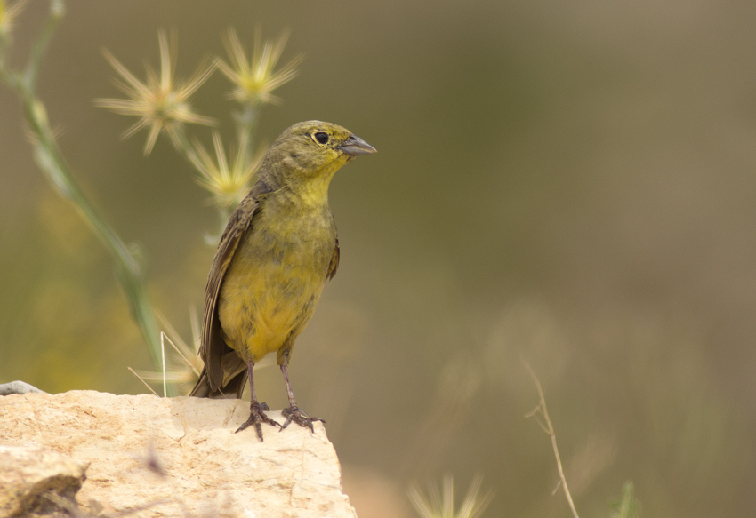 Cinereous Bunting