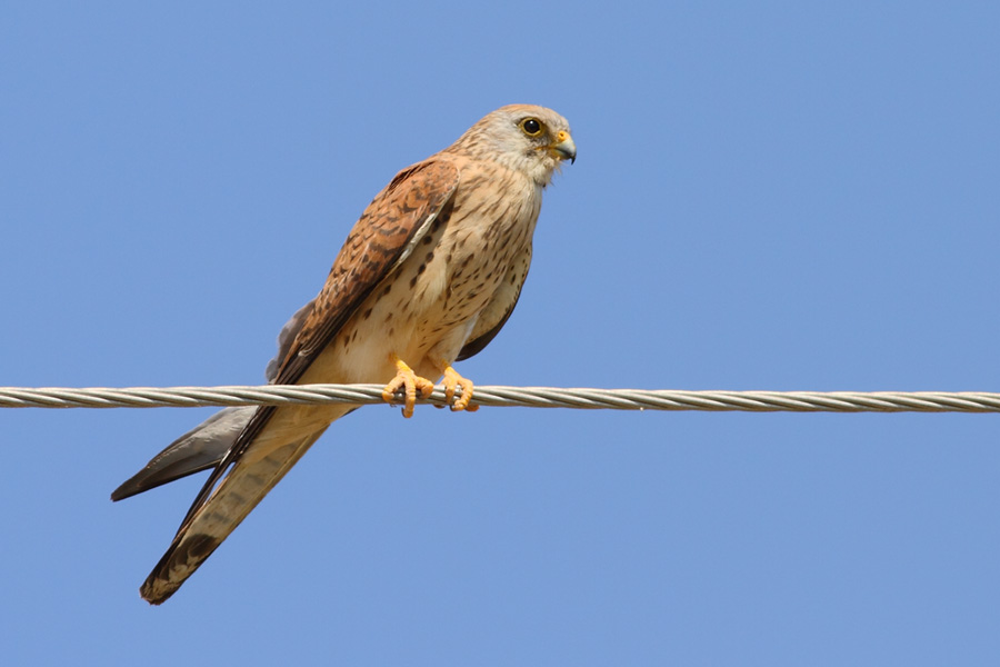 Lesser Kestrel