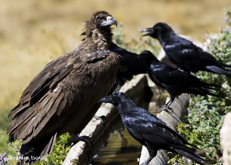 Cinereous Vulture