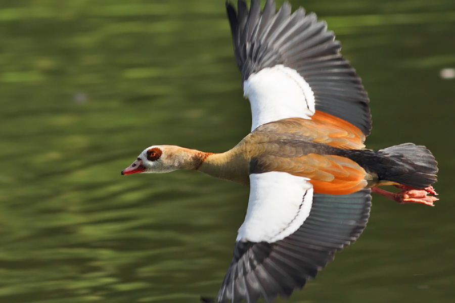 Egyptian Goose