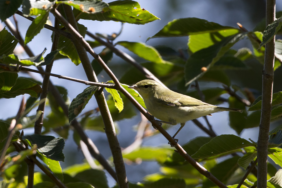 Green Warbler