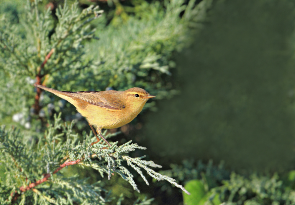Willow Warbler