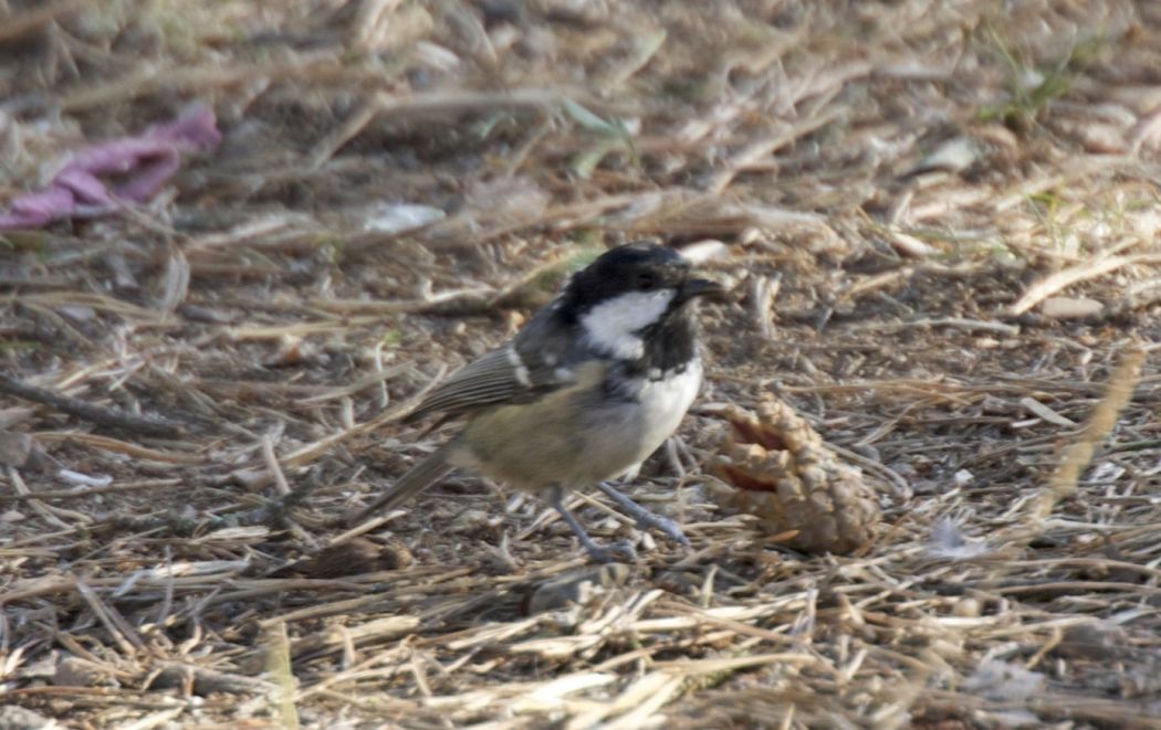 Coal Tit