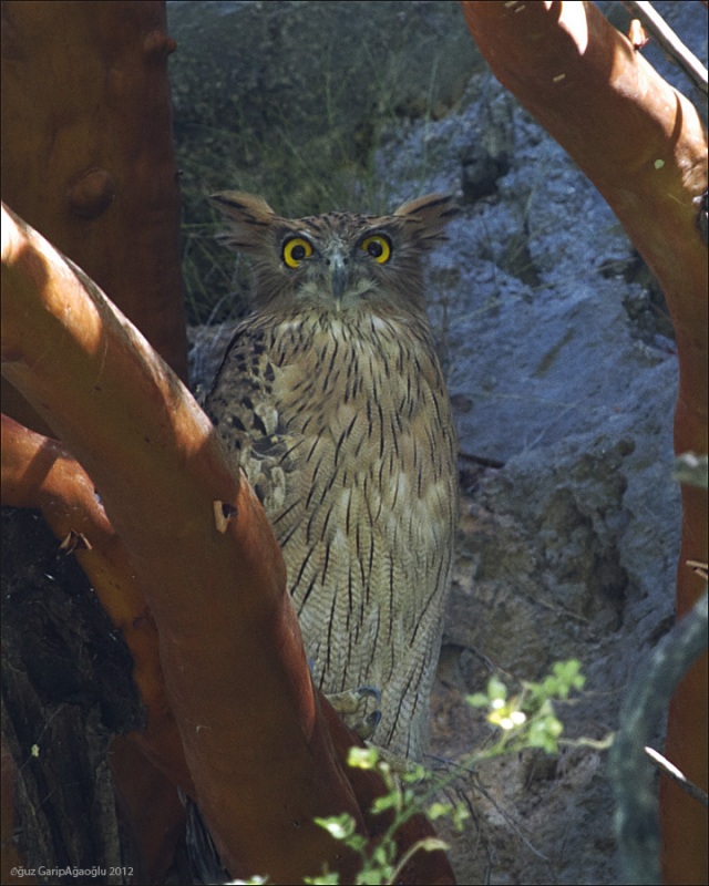 Brown Fish Owl