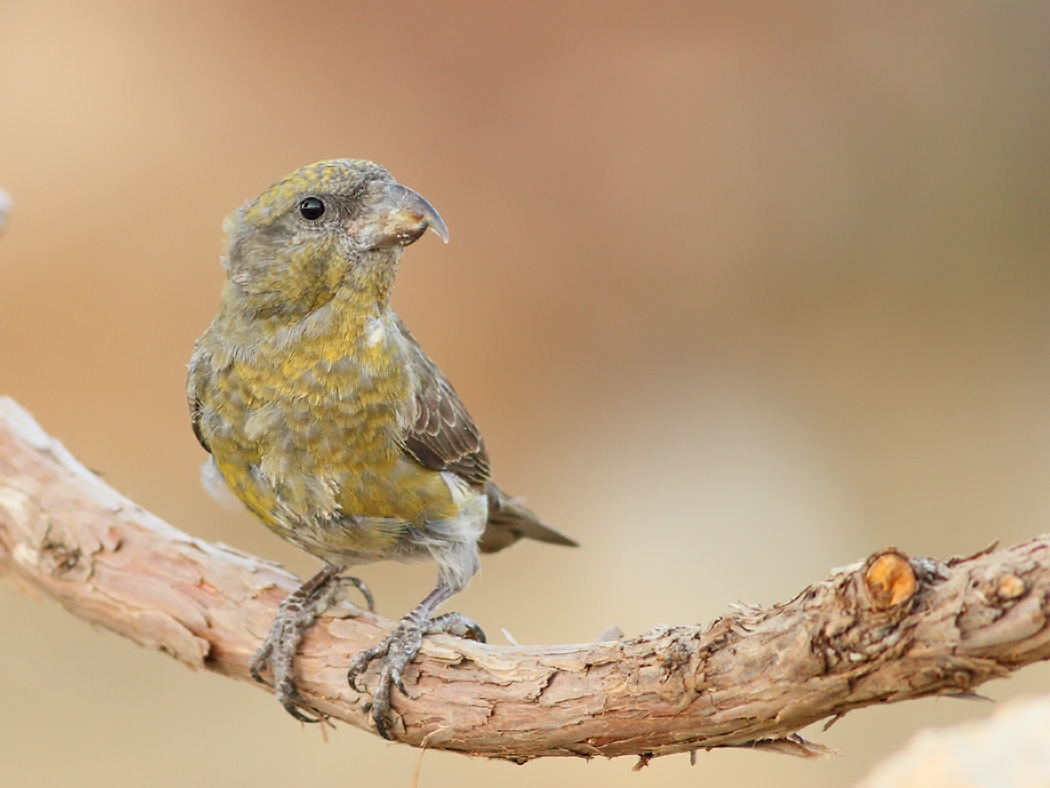Red Crossbill