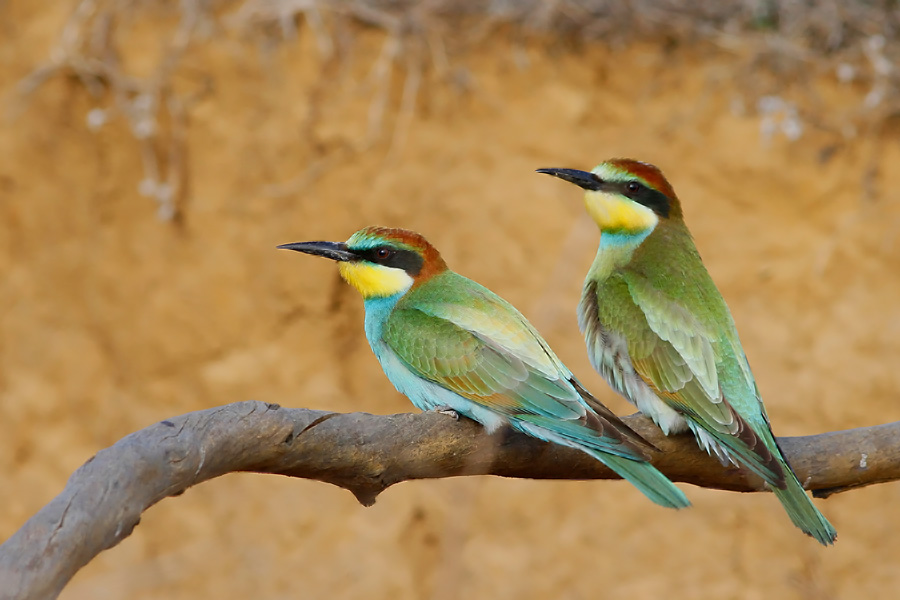 European Bee-eater