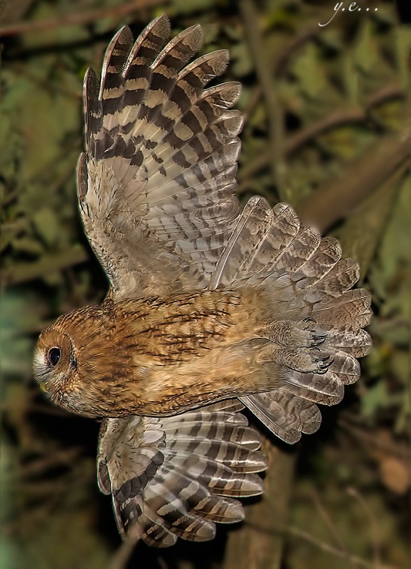 Alaca Baykuş