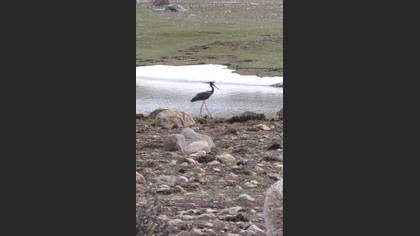Tanımsız