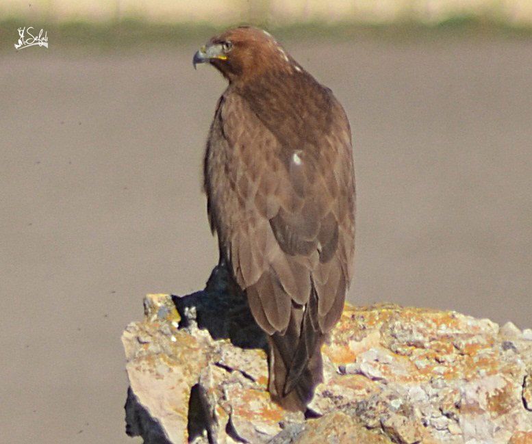 Tanımsız