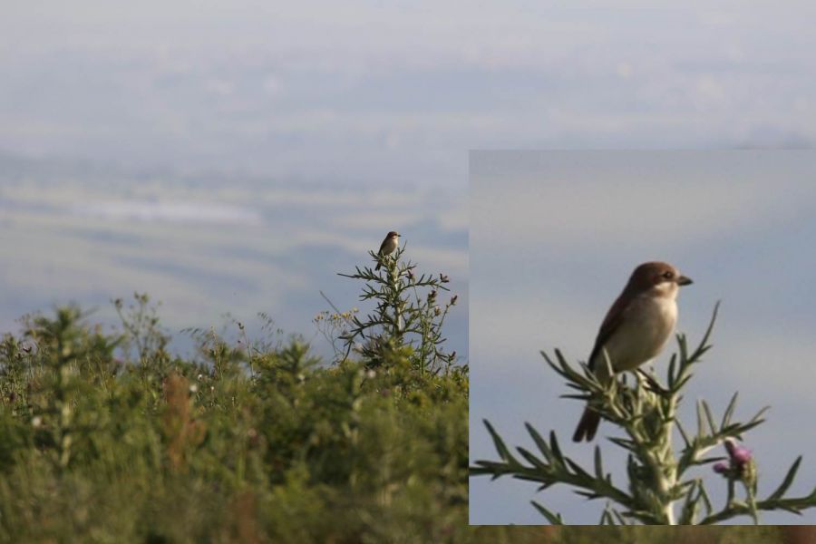 Tanımsız