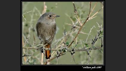 Kara Kızılkuyruk