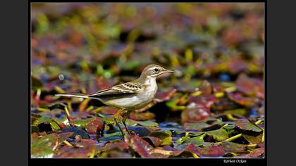 Sarı Kuyruksallayan
