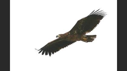 Akkuyruklu Kartal