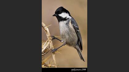 Çam Baştankarası