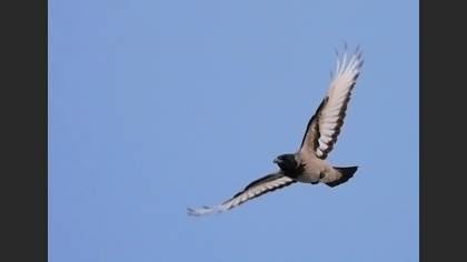 Leş Kargası