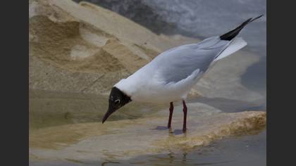 Karabaş Martı
