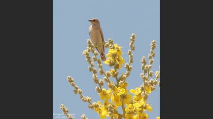 Boz Serçe