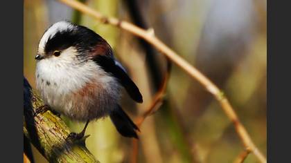 Uzunkuyruklu Baştankara