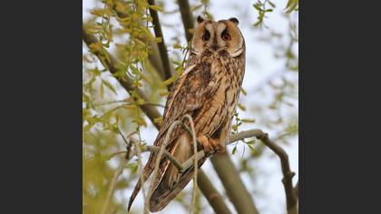 Kulaklı Orman Baykuşu