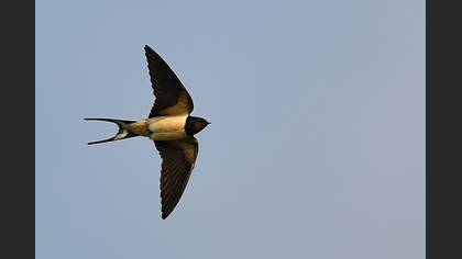 Kır Kırlangıcı