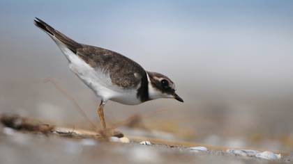 Halkalı Cılıbıt