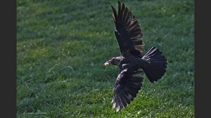 Küçük Karga