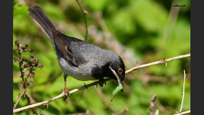 Karaboğazlı Ötleğen