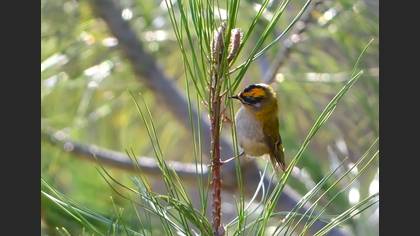 Sürmeli Çalıkuşu