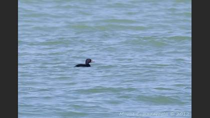 Kara Ördek