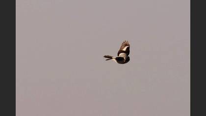 Büyük Örümcekkuşu