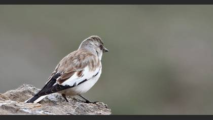 Kar Serçesi