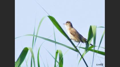 Büyük Kamışçın