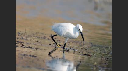 Küçük Ak Balıkçıl