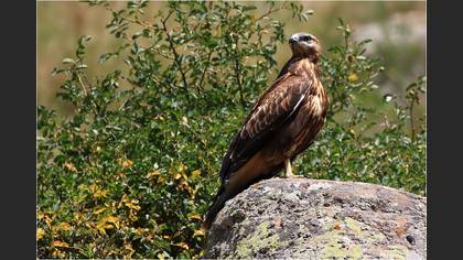 Kızıl Şahin