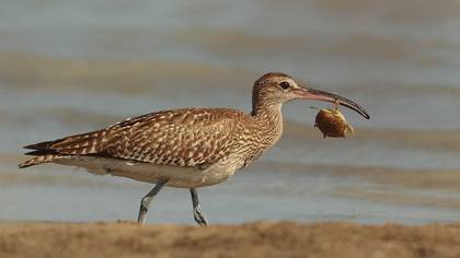 Sürmeli Kervançulluğu