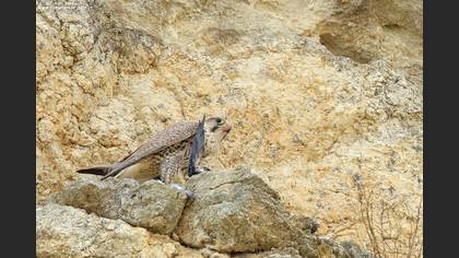 Bıyıklı Doğan