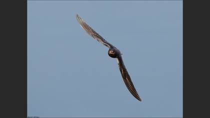 Kır Kırlangıcı
