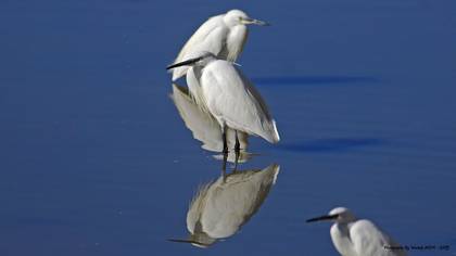Küçük Ak Balıkçıl