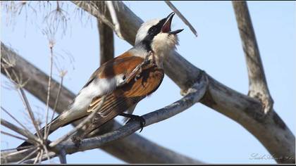 Kızılsırtlı Örümcekkuşu