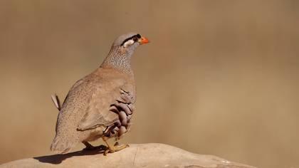 Kum Kekliği