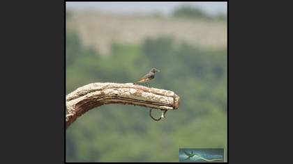 Kara Kızılkuyruk