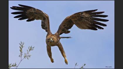 Şah Kartal